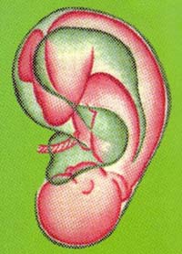 auricoloterapia4