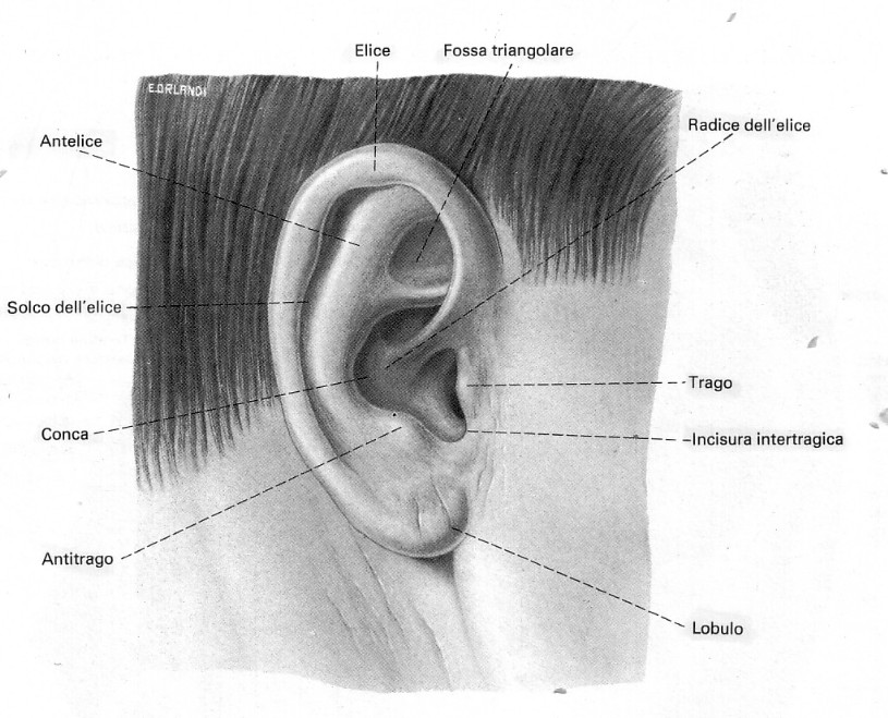 orecchio corrispondenza organi