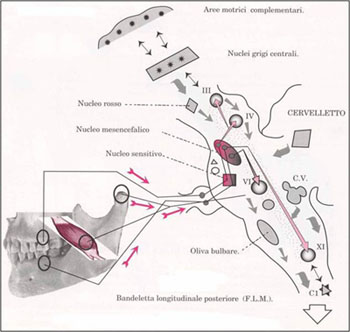 denti connessioni trigeminali