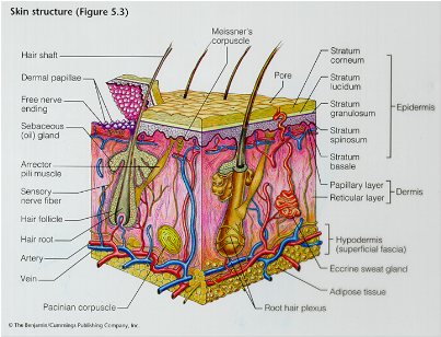 tessuto cellulare connettivo