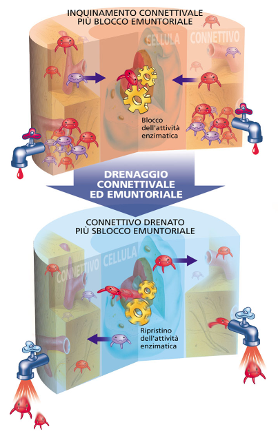 omotossicologia
