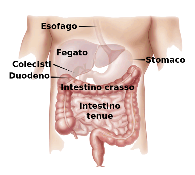 intestino intolleranze alimentari