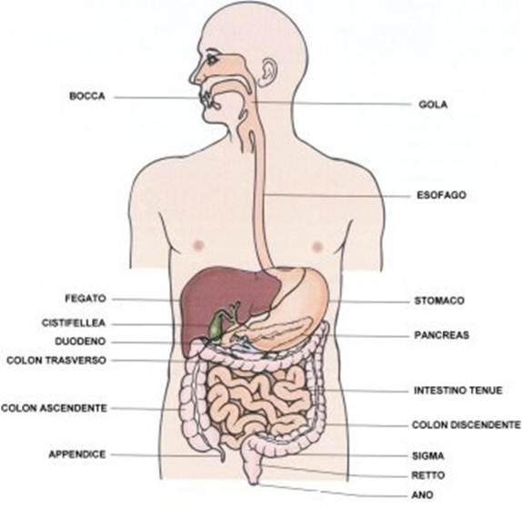 apparato gastro intestinale intolleranze alimentari