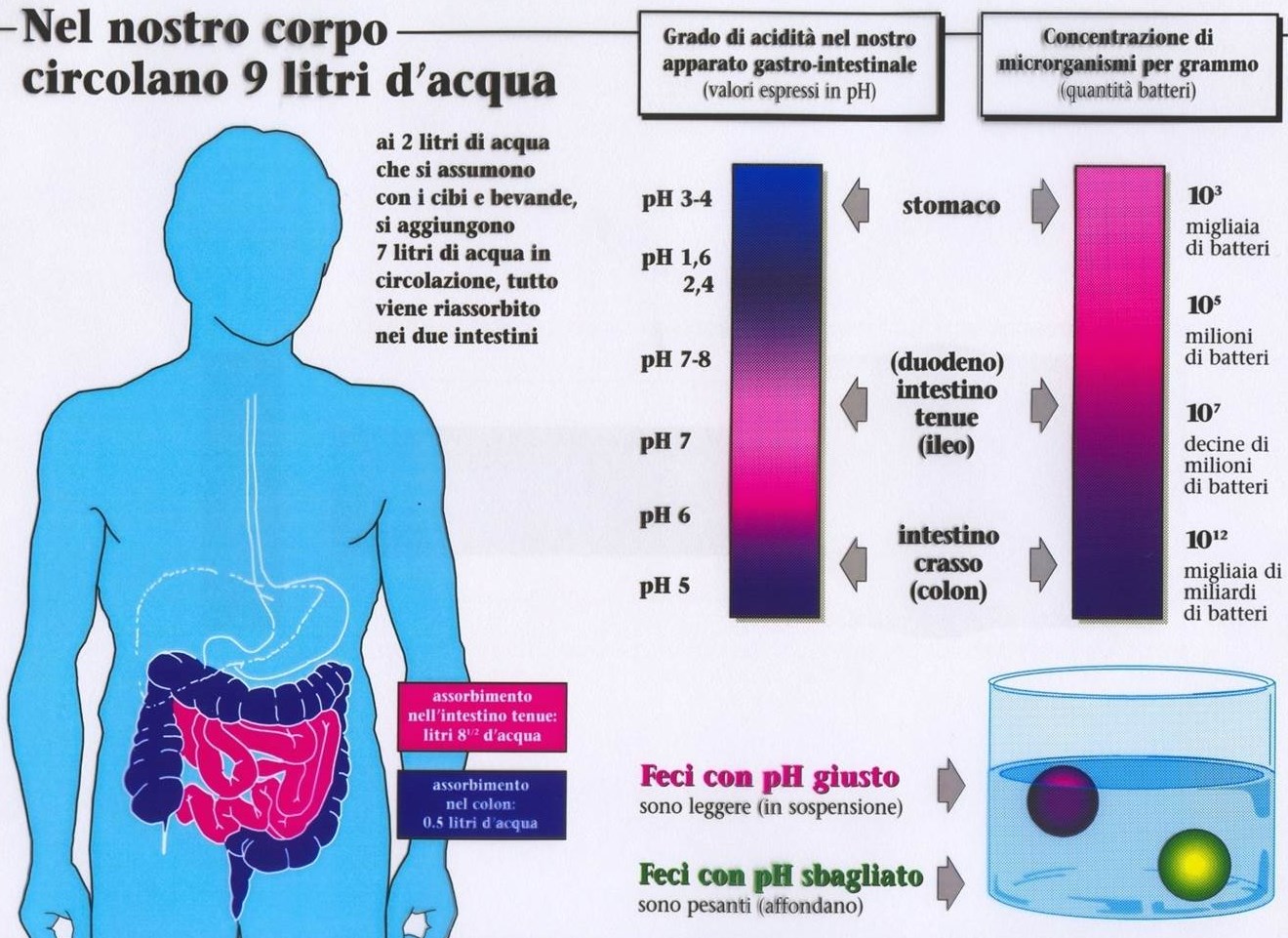 quantità di acqua nel nostro organismo