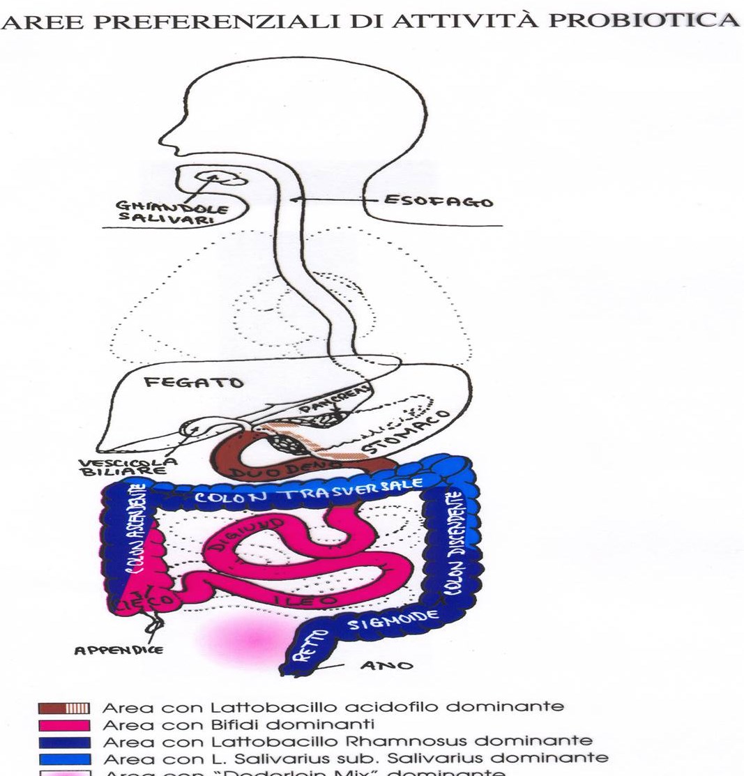 attività probiotica