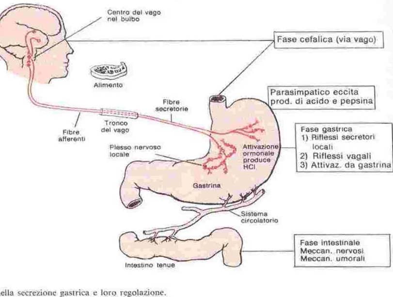 cervello e apparato gastro intestinale