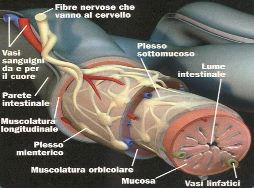 fibre nervose gastro intestinale