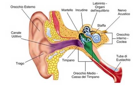 schema orecchio