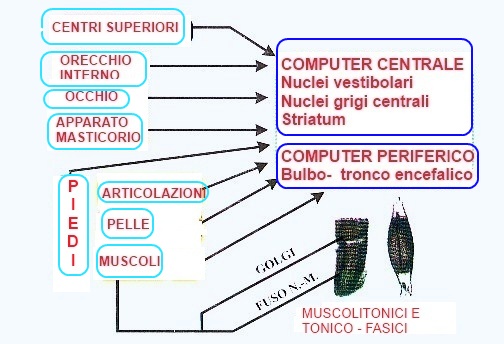 riprogrammazione sistema tonico posturale